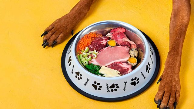 Dieta a base de comida casera para perros.